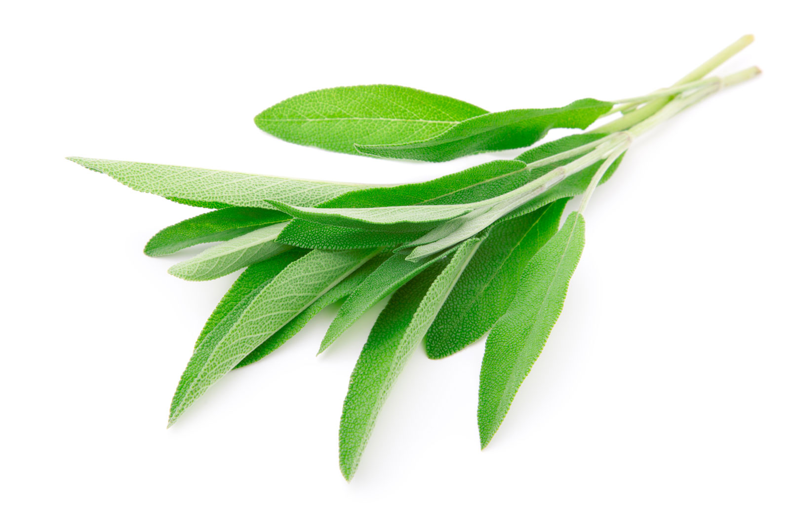 Fresh-Sage-Leaves