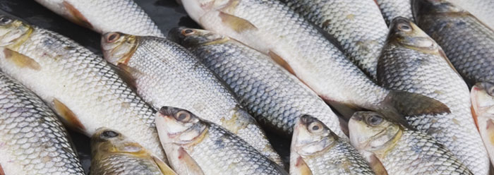 fish_scales_wide
