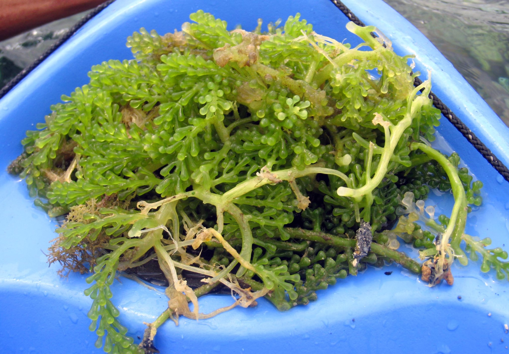 seaweed