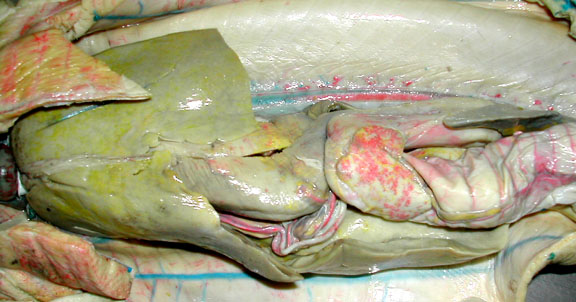 shark_viscera