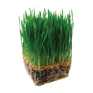 Barley-Grass-