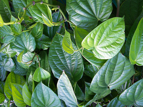 daun-Sirih