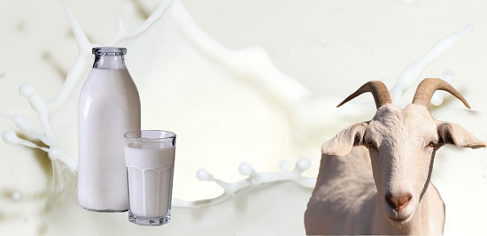 manfaat-susu-kambing