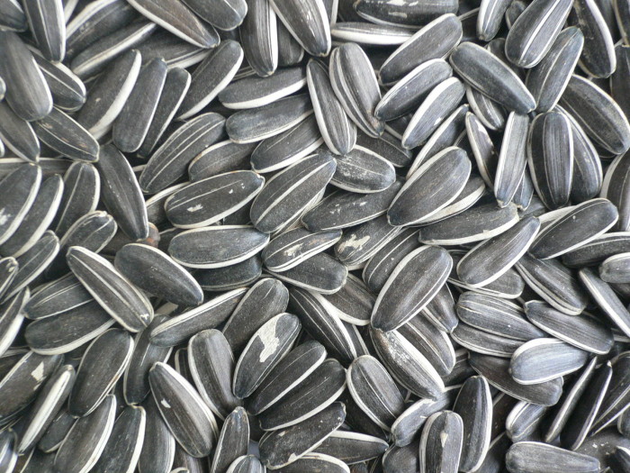 sunflower seeds