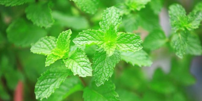 5-manfaat-mengunyah-daun-mint-untuk-kesehatan