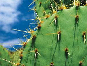 Ilustrasi Kaktus