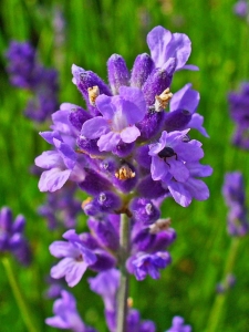 khasiat-dan-manfaat-bunga-lavender-lavandula-afficinalis-syn-l-angustifolia