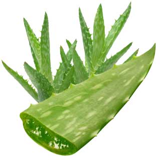 lidah-buaya-tokomesin